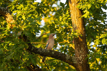 Ein Eichelhäher sammelt Eicheln im Herbst auf einer Eiche bei Sonnenaufgang