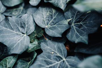 Close-up top view. Natural texture of green ivy photo with selective focus. The concept of natural wallpaper and textures, gardening and exterior of houses.