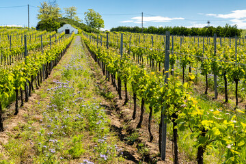 floral spacing in organic vineyard, Moravia, Czech Republic