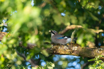 Ein Eichelh&auml;her sitzt auf einen Ast in einer Eiche
