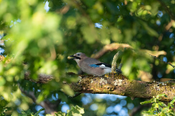 Ein Eichelhäher sitzt auf einen Ast in einer Eiche