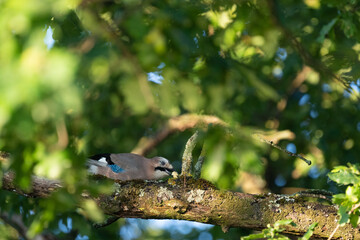 Ein Eichelhäher sitzt auf einen Ast in einer Eiche