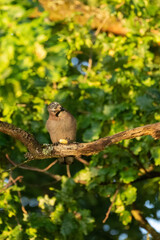 Ein Eichelhäher sitzt auf einen Ast in einer Eiche
