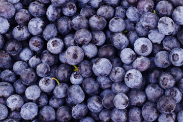 Blue toned fresh blueberry berries background pattern close up, top view