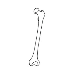 Human femur bone. Outline, anatomical, hand drawn illustration on white background. Vector Stock.