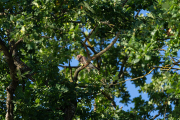 Ein Eichelhähetr sitzt im Herbst in einer Eiche auf einen Ast