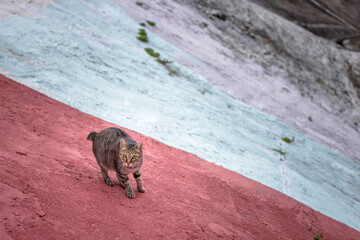 Stray cat in a red ground