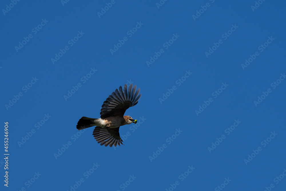 Canvas Prints Eichelhäher fliegt mit einer Eichel im Schnabel am blauben himmel