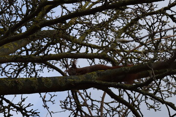 Eichkater im Tulpenbaum