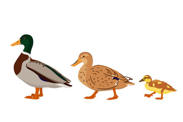 Adorable duck family - duck, drake and duckling isolated on white background. Poultry farming. Vector illustration of farm animals in a flat style.