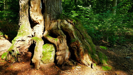 alter markanter Wurzelstock eines großen Baumes im Wald von der Sonne malerisch angestrahlt