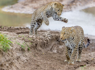 A young leopard playing with his mother, in Masai Mara, Kenya