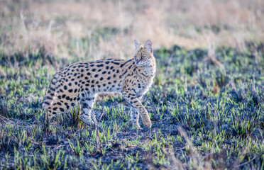 Portrait images of a serval cat in Masai Mara, Kenya