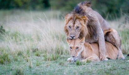 Mating lions in Masai Mara, Kenya