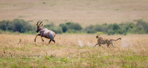 Naklejka na ściany i meble A cheetah hunting a wildebeest in Masai Mara, Kenya with heat haze