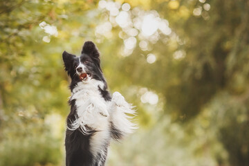Obraz premium border collie black and white dog