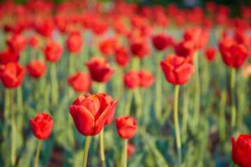 Fototapeta na wymiar A close view of a large number of blooming red tulips. Beautiful bokeh in the background.