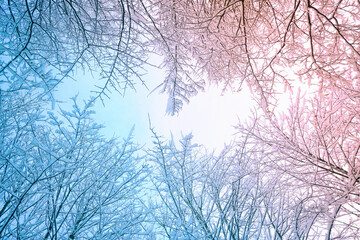 Beautiful and amazing landscape frame winter nature - crowns trees, covered with frost, in two color tones: winter blue and soft light pink.