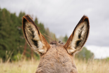Beautiful ears of a donkey on the head close-up