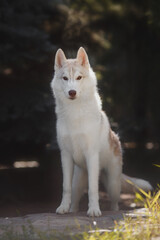 dog Siberian Husky puppy