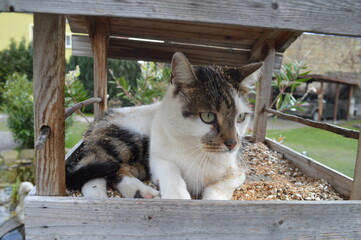 Kater im Vogelhaus