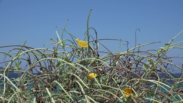 Desert Flowers on Sandy Sea Beach, Arid Plants on Seashore, Coastline,  Lefkada Greece Town on Island Landscape View