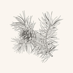 New year card with pine branch and cone. Christmas decor. Vector botanical illustration. Black and White.