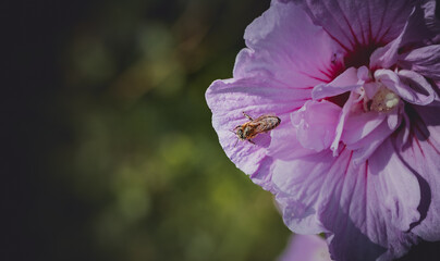 Pszczoła miodna na dużym hibiskusie © Magdalena
