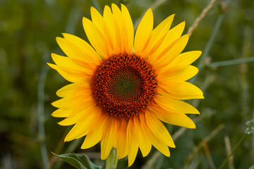 One sunflower on a background of green grass