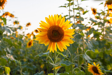 Fototapeta premium Beautiful sunflower backlit by the rays of the setting sun.