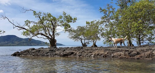A dog walks on a mangrove tree-lined rock. with the sea in front