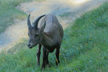Naklejka na ściany i meble Capra ibex ibex. Stambecco fotografato nel Parc Animalier di Introd, in Valle d'Aosta
