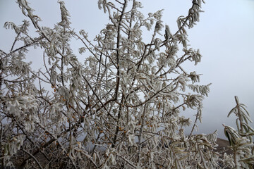 Earth watching, time before winter. Winter has descended from mountains to foothills. Frost coating...