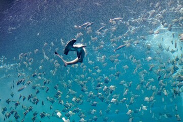 A hammerhead shark swimming amid a shoal of silver moony fish (or diamondfish), which are trying to...