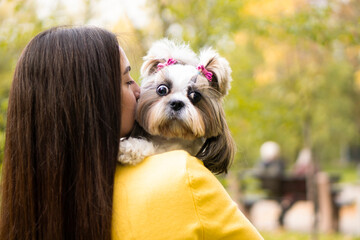 A brunette woman holds in her arms hugs and kisses a funny surprised shih tzu dog in  autumn park....
