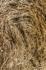 Straw bale, close up. Hay texture background.