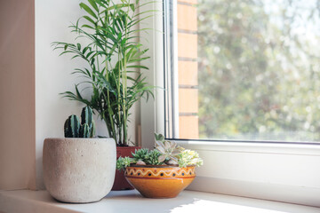 A windowsill with potted cactuses, succulents and leafy plants - Powered by Adobe