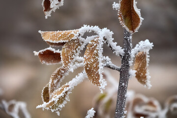 Freezer burn. The green leaves are covered with hoar frost. - unexpected change in the weather