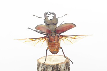 ミヤマクワガタの飛翔 白背景 (Lucanus maculifemoratus)
