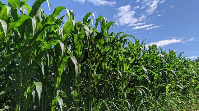 Fresh corn field on farm on blue sky background