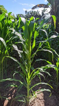 Fresh corn field on farm