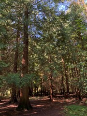 Small path in the forest, natural forest background