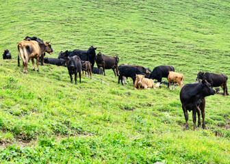 Cattle in mountain pastures