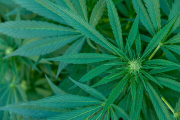 Leaves of a growing marijuana plant. Cannabis Sativa.