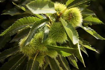 Chestnut Sweet chestnut with leaves on a chestnut tree