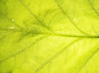The surface of the leaf of the tree. Floral texture