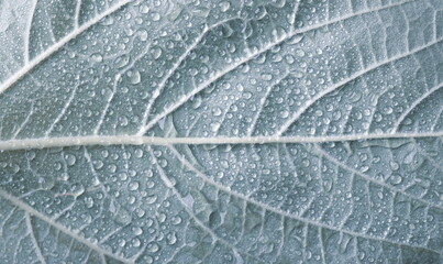 Drops of transparent rain water on a leaf. Floral macro background
