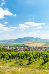 Fototapeta na wymiar Palava with vineyards near Popice,South Moravia, Czech Republic