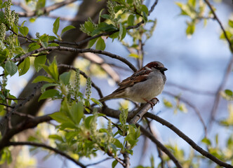 Fototapeta premium sparrow on a branch