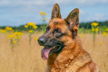 German Shepherd sitting outside in the high yellow reeds. Show his tongue. Yellow flowers and forest edge in the background